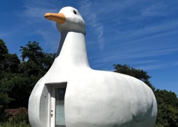 Big Duck Energy 